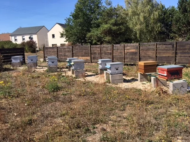 Activités potager collégiens 2018