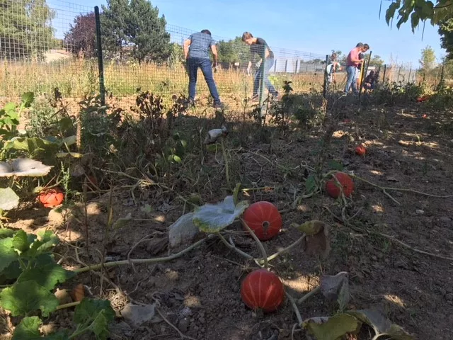 Activités potager collégiens 2018