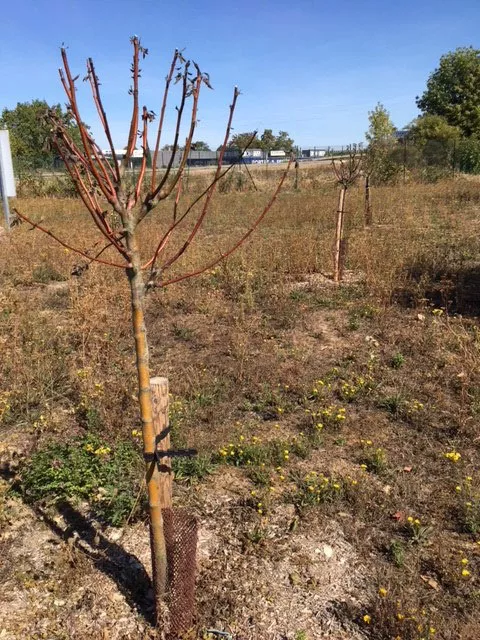 Activités potager collégiens 2018