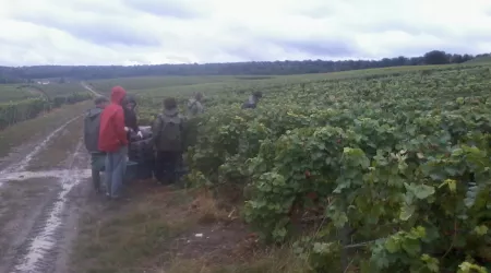 BTS ACSE 1: VENDANGES 2012
