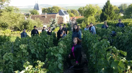 Les élèves de Seconde Professionnelle ont participé aux vendanges