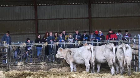 Concours : jugement de bovins