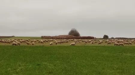 Stage territoire STAV 🥚🐑