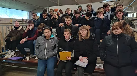 Stage territoire : vente aux enchères de taurillons charolais