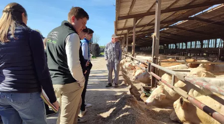 Visite d'exploitation de taurillons charolais STAV