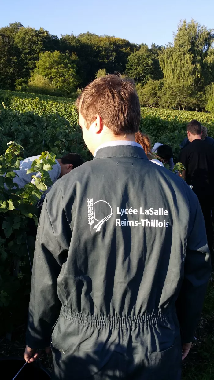 Les élèves de Seconde Professionnelle ont participé aux vendanges
