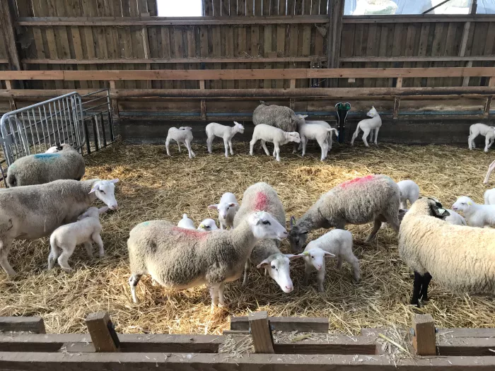 Les étudiants en 2ème année de BTSA ACSE visitent l’exploitation de M. Demoury