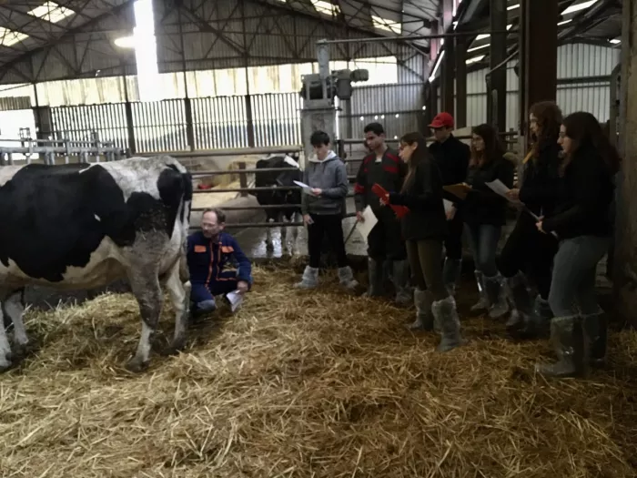 Concours : jugement de bovins