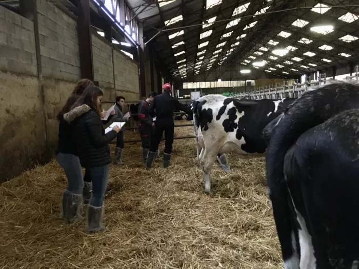 Concours : jugement de bovins