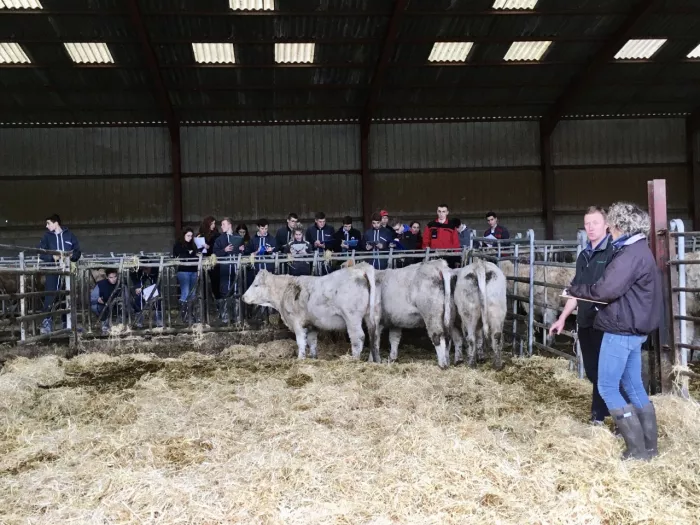 Concours : jugement de bovins