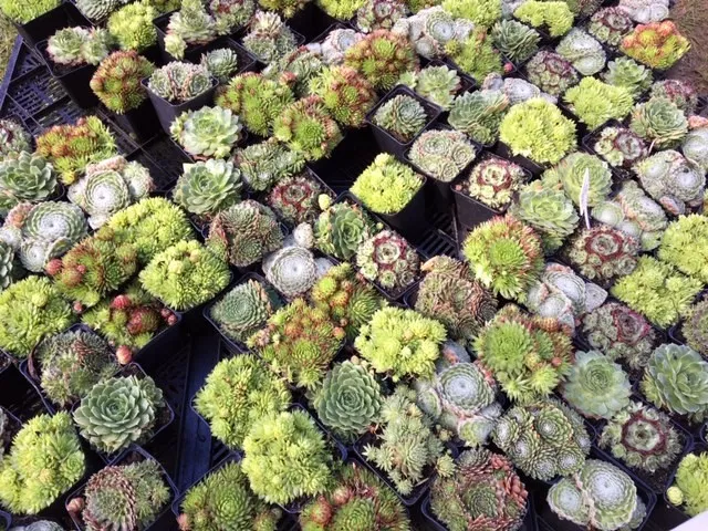 Une journée à la Fête des plantes d'automne...