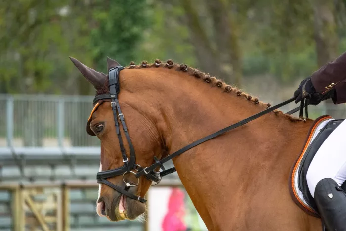 L'option équitation en pratique...