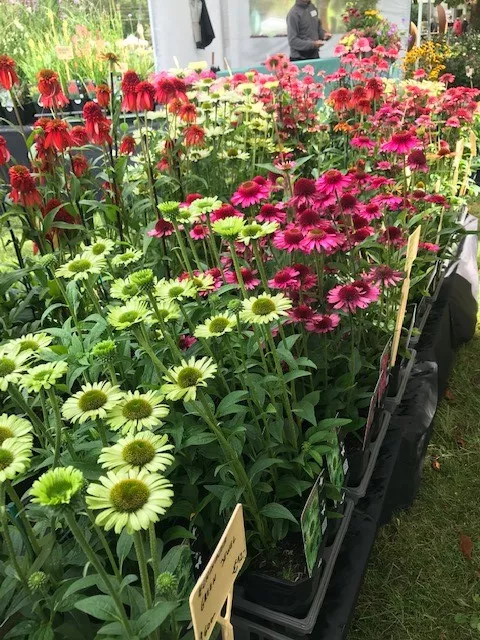 Sortie Fête des Plantes au Château de Saint-Jean de Beauregard