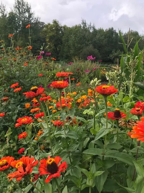 Sortie Fête des Plantes au Château de Saint-Jean de Beauregard