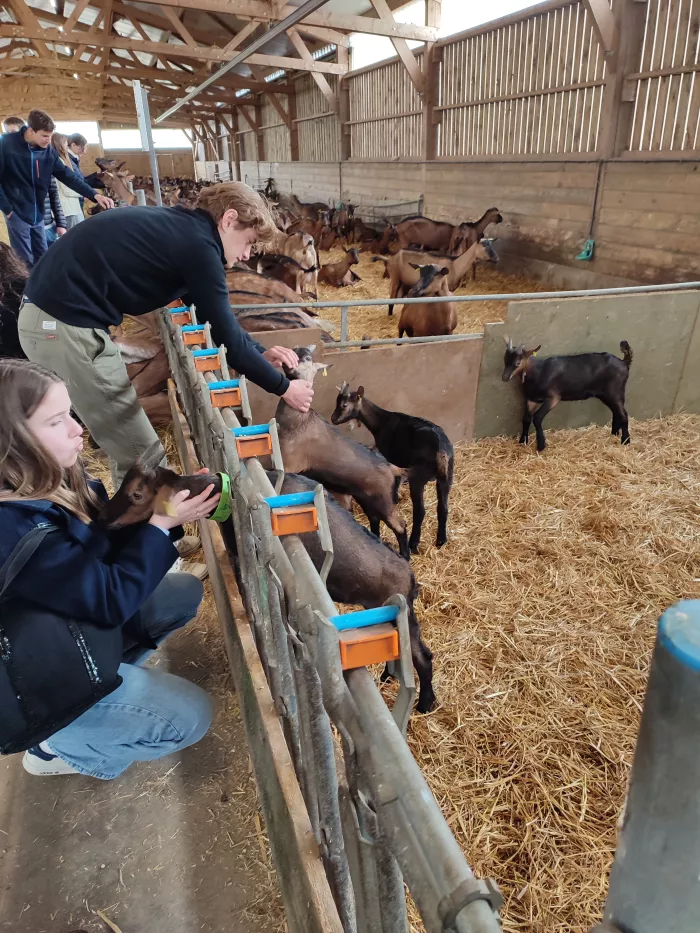 Stage territoire : étude de la fabrication du fromage
