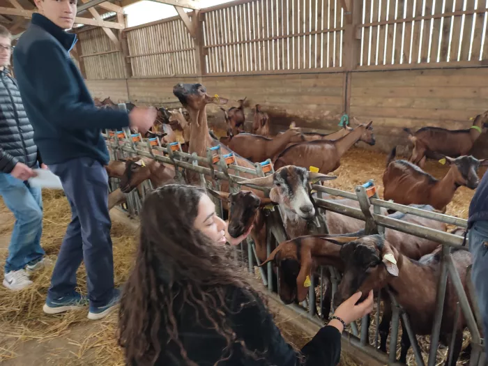 Stage territoire : étude de la fabrication du fromage