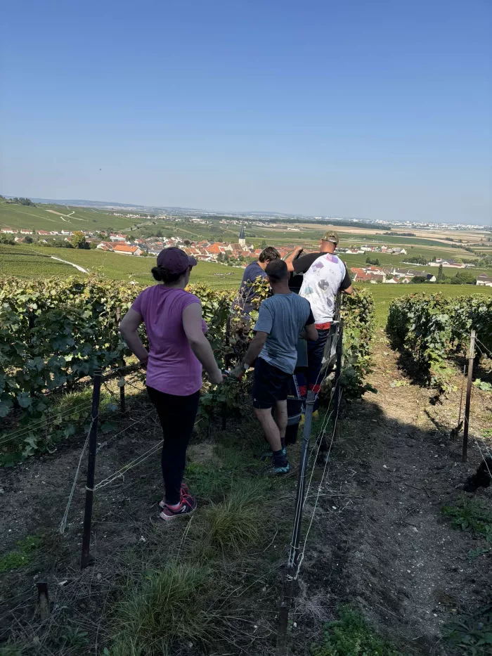 Les BTS en vendanges