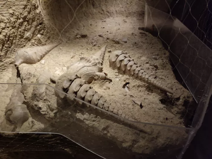 Visite de la cave aux coquillages