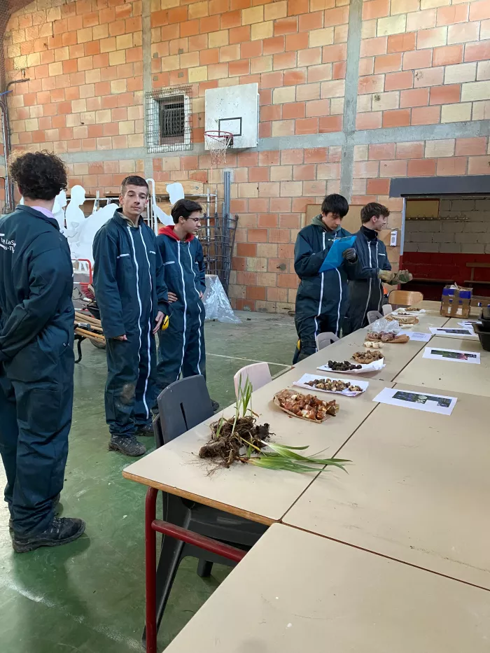 TP reconnaissance et plantation de bulbes