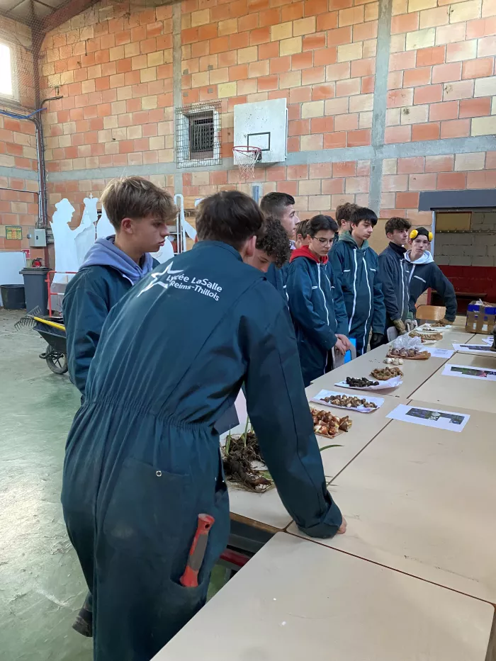 TP reconnaissance et plantation de bulbes