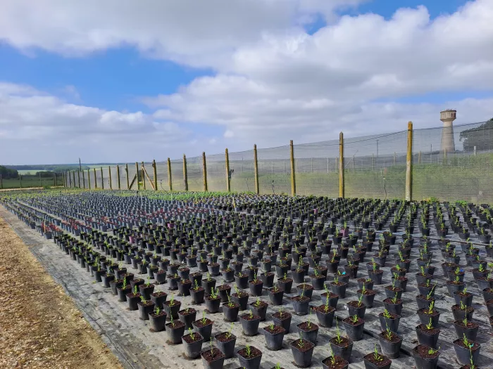 Visites Jardins et Pépinières BTSA Aménagements Paysagers